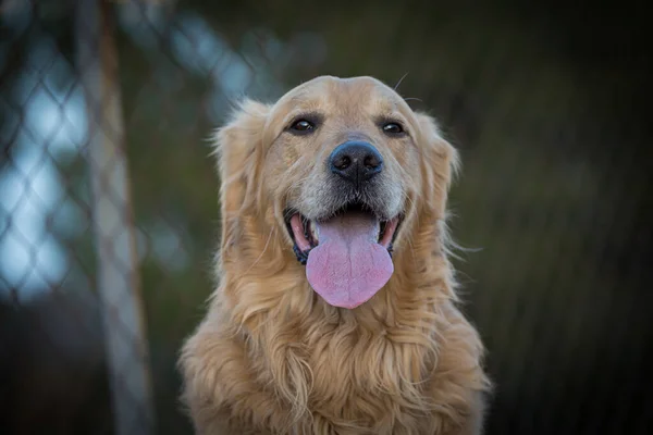 Μπροστά Όψη Ενός Σκύλου Που Δείχνει Γλώσσα — Φωτογραφία Αρχείου