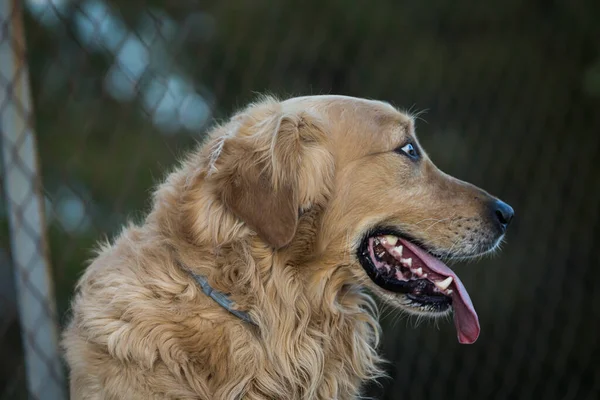 Vista Lateral Perro Mostrando Lengua —  Fotos de Stock