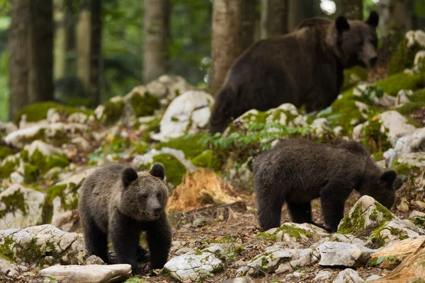 Μητέρα Αρκούδα Μικρά Της Στο Δάσος — Φωτογραφία Αρχείου