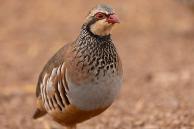 Sahadaki kekliğin yakın çekimi.