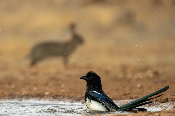 magpie playing with water in a pond