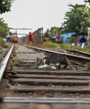 Tren raylarındaki kedi.