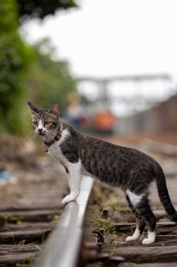 Tren raylarındaki kedi.