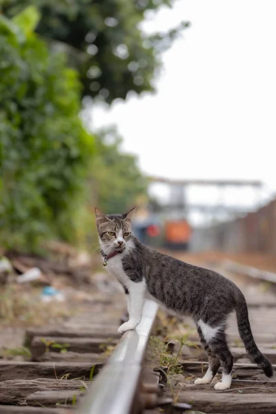 Cat Train Tracks Royalty Free Stock Photos