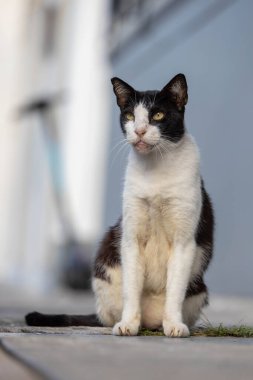 Sokak siyah beyaz kedi