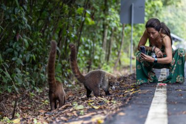 Girl taking photo of some white nosed coatis clipart