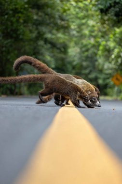 Yolun ortasında beyaz burunlu koatiler.