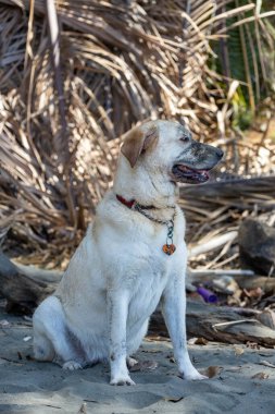 Kum lekeli yüzlü labrador köpeği.