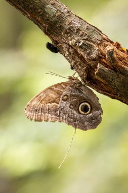 Bir ağaç dalında kamufle edilmiş kelebek