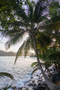 Sahilde palmiye ağacı