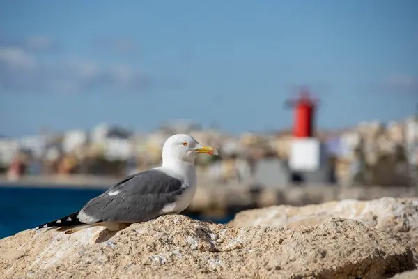 Seagull posing on a stone with a lighthouse in the background