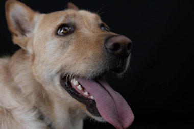 Stüdyoda dili dışarıda oturan köpek.