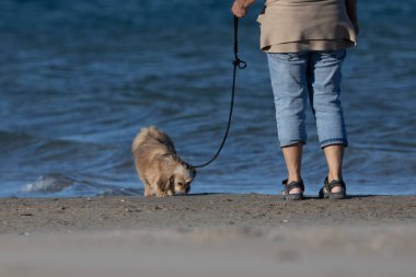 Plajda köpeği gezdiren bir bayanın bacakları.