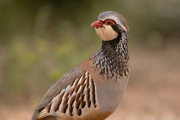 stock image Partridge standing on the ground