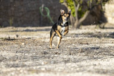 Tarlada koşan melez köpek..