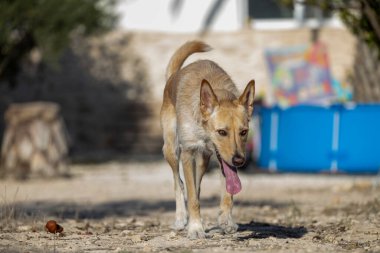 Büyük kahverengi köpek dilleri dışarıda tarlada yürüyor..