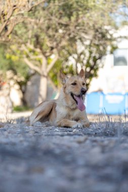 Büyük kahverengi köpek tarlada oturuyor.. 
