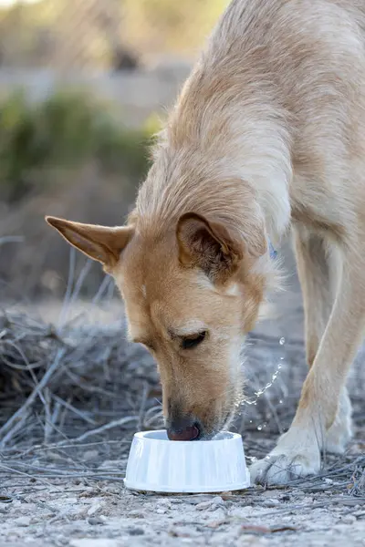 Kahverengi köpek beyaz kasede su içiyor.