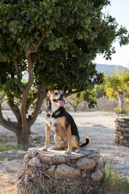 Küçük siyah köpek, dilinin ucunda..