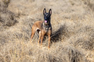 Sahada ayakta duran köpek misali