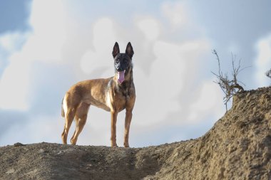 Belçika Malinois çoban köpeği bir tepenin üstünde.