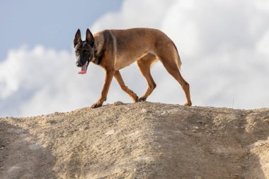 Belçika Malinois çoban köpeği bir tepenin üstünde.