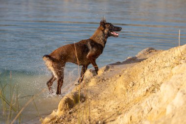 Belçikalı ıslak Malinois köpeği gölde suyu sallıyor..