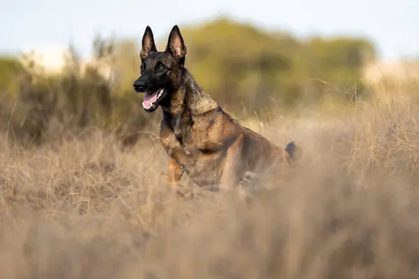 stock image Belgian Malinois shepherd dog running in the field.