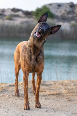 Belçika Malinois çoban köpeği başı eğik duruyor..