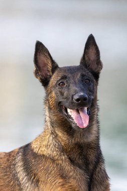 Belçika Malinois çoban köpeği portresi.
