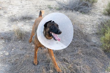 Kırsalda tasmalı bir köpek..