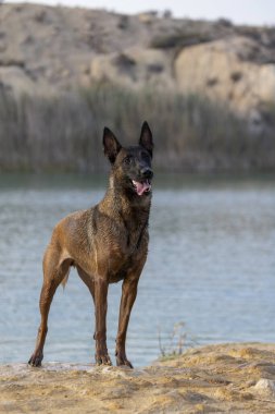 Malinois Gölde bir köpek portresi.