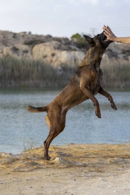 Malinois köpeğinin göle atlaması