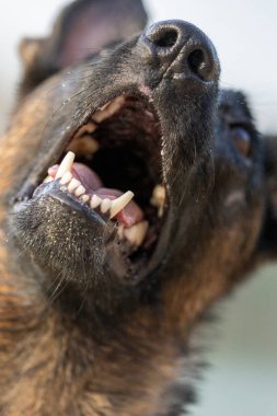 Malinois köpeğinin ağzı ve dişleri..