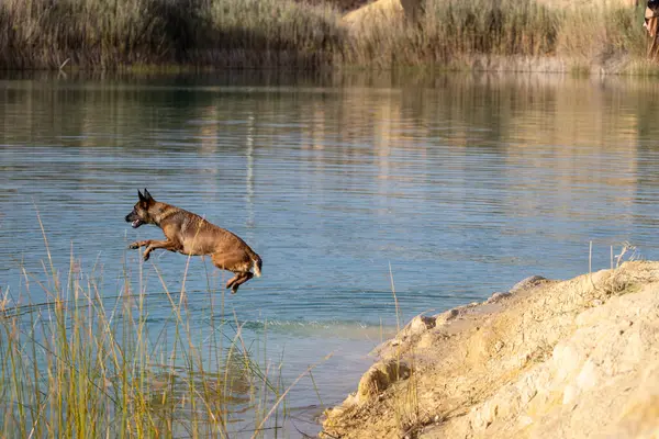 stock image Dog jumping into a lake