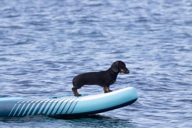 Dachshund Denizde bir kürek tahtasında.