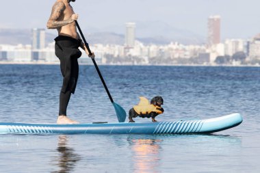 Yüzme köpek şortu giymiş bir köpekle sörf yapan bir adam..