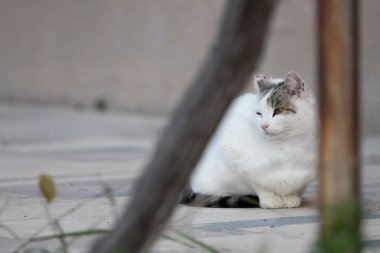 Beyaz kedi evin bahçesinde..