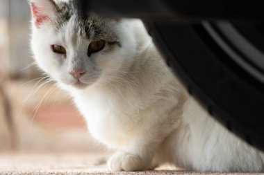 Kedi araba direksiyonunun arkasında saklanıyor..