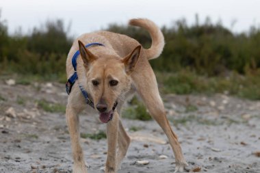 Tarlada oynayan melez bir köpek..