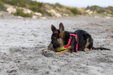 Alman çoban köpeği sahilde koşup oynuyor..