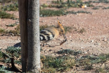 Hoopoe with a cigarette butt in its mouth.