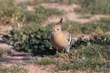 Ağzında böcek olan sıradan bir hupoe..