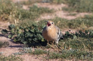 Ağzı açık sıradan bir hupoe..
