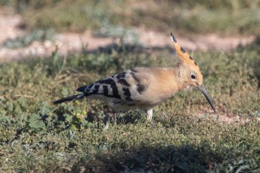 Herkes yere yatsın..