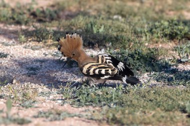 Armalı yaygın hupoe..