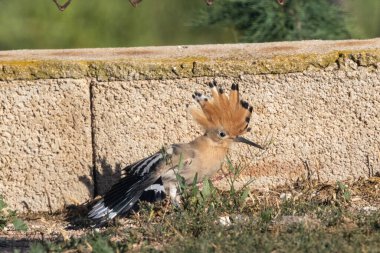 Armalı yaygın hupoe..