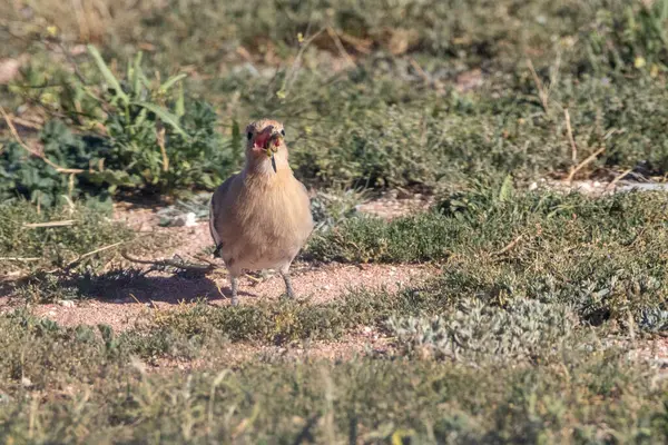 Ağzında solucan olan sıradan bir hupoe..