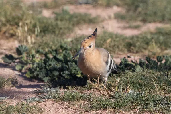 Ağzında böcek olan sıradan bir hupoe..