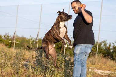 Amerikalı Stanford köpeğiyle top oynayan bir adam.